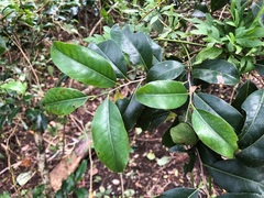 Casearia multinervosa