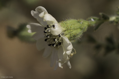 Blepharizonia plumosa