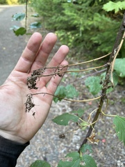 Ceanothus sanguineus