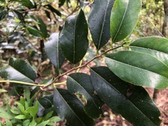 Casearia multinervosa