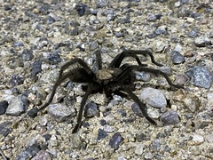Aphonopelma
