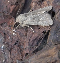 Aporophyla lutulenta