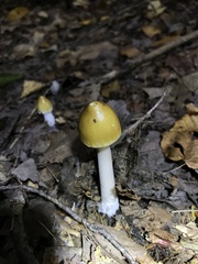 Amanita fulva