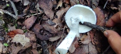 Amanita virosa