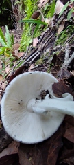 Amanita virosa