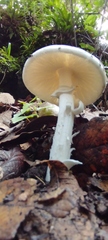 Amanita virosa