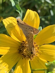 Hylephila phyleus