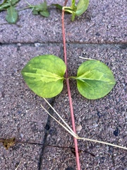 Parthenocissus quinquefolia