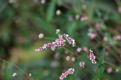 Persicaria glabra