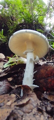 Amanita virosa