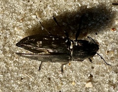 Chalcophora georgiana