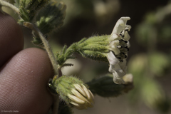 Blepharizonia plumosa