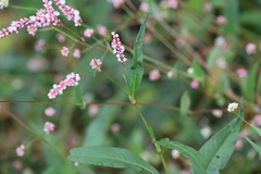 Persicaria glabra