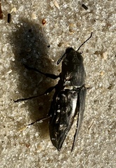 Chalcophora georgiana