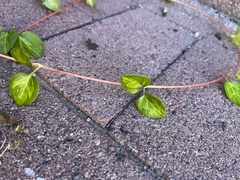 Parthenocissus quinquefolia