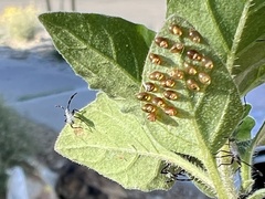 Anasa