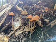 Entoloma quadratum