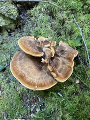 Bondarzewia occidentalis