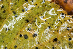 Paracercosporidium microsorum