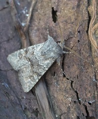 Aporophyla lutulenta