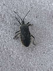 Anasa