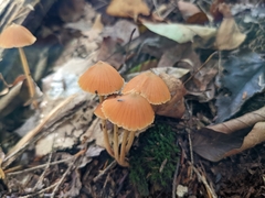 Entoloma quadratum