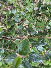 Pomaderris paniculosa