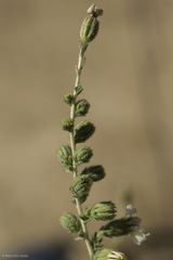 Blepharizonia plumosa