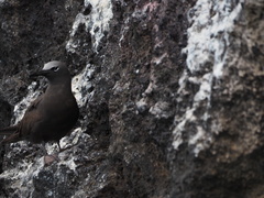 Anous stolidus galapagensis