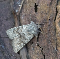 Aporophyla lutulenta