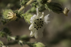 Blepharizonia plumosa
