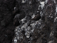 Anous stolidus galapagensis