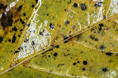 Paracercosporidium microsorum