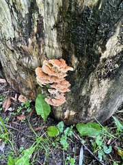 Pycnoporellus fulgens