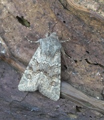 Aporophyla lutulenta