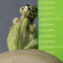 Blepharizonia plumosa