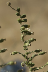 Blepharizonia plumosa