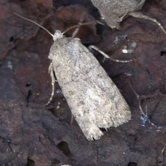 Caradrina clavipalpis