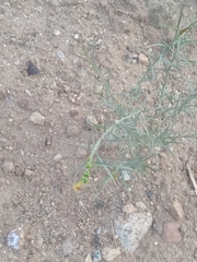 Stillingia linearifolia