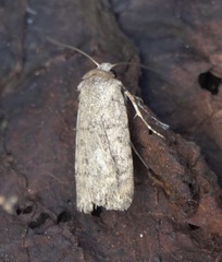 Caradrina clavipalpis