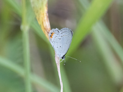 Everes lacturnus