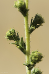 Blepharizonia plumosa