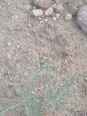 Stillingia linearifolia