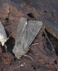 Aporophyla lutulenta