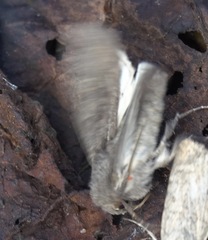 Aporophyla lutulenta