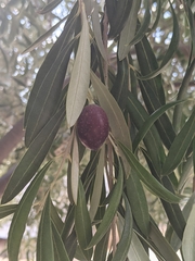 Olea europaea