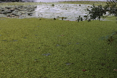 Salvinia minima
