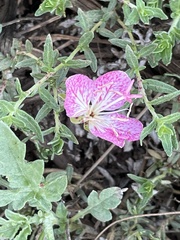 Oenothera canescens