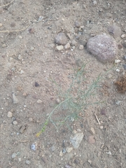 Stillingia linearifolia