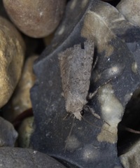 Caradrina clavipalpis